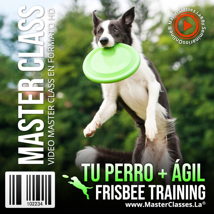 Tu Perro más ágil con frisbee