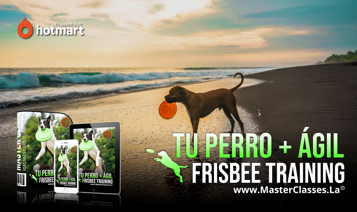 Tu Perro más ágil con frisbee
